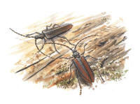 Nr.159 Skulderbock (Oxymirus cursor) Nr.159 Skulderbock (Oxymirus cursor)