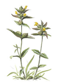 Nr.15 Ängsskallra (Rhinanthus minor) Nr.15 Ängsskallra (Rhinanthus minor)