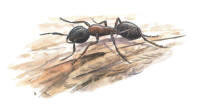 Nr.162 Hästmyra (Camponotus herculeanus) Nr.162 Hästmyra (Camponotus herculeanus)