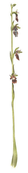 Nr.166 Flugblomster (Ophrys insectifera) Nr.166 Flugblomster (Ophrys insectifera)