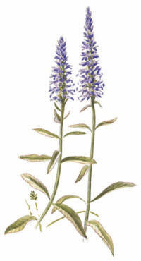 Nr.569 Axveronika (Veronica spicata) Nr.569 Axveronika (Veronica spicata)