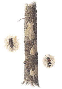 Nr.184 Granbarkborre (Ips typographus) / Allmän myrbagge (Thanasimus formicarius) Nr.184 Granbarkborre (Ips typographus) / Allmän myrbagge (Thanasimus formicarius)