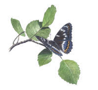 Nr.186 Aspfjäril (Limenitis populi) Nr.186 Aspfjäril (Limenitis populi)