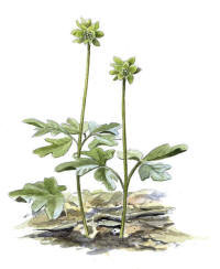 Nr.187 Desmeknopp (Adoxa moschatellina) Nr.187 Desmeknopp (Adoxa moschatellina)