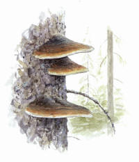 Nr.189 Klibbticka (Fomitopsis pinicola) Nr.189 Klibbticka (Fomitopsis pinicola)