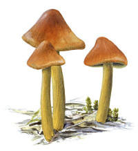 Nr.190 Toppvaxskivling (Hygrocybe conica) Nr.190 Toppvaxskivling (Hygrocybe conica)