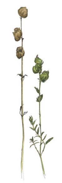 Nr.195 Ängsskallra (Rhinanthus minor) Nr.195 Ängsskallra (Rhinanthus minor)