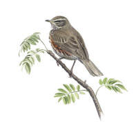 Nr.197 Rödvingetrast (Turdus iliacus) Nr.197 Rödvingetrast (Turdus iliacus)