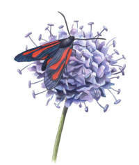 Nr.199 Smalsprötad bastardsvärmare (Zygaena osterodensis) Nr.199 Smalsprötad bastardsvärmare (Zygaena osterodensis)