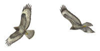 Nr.19 Ormvråk (Buteo buteo) Nr.19 Ormvråk (Buteo buteo)