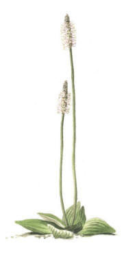 Nr.205 Rödkämpar (Plantago media) Nr.205 Rödkämpar (Plantago media)