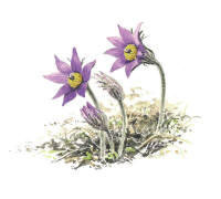 Nr.206 Backsippa (Pulsatilla vulgaris) Nr.206 Backsippa (Pulsatilla vulgaris)