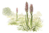 Nr.208 Ängsnycklar (Dactylorhiza incarnata) Nr.208 Ängsnycklar (Dactylorhiza incarnata)