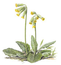Nr.20 Gullviva (Primula veris) Nr.20 Gullviva (Primula veris)