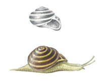 Nr.211 Nr.211