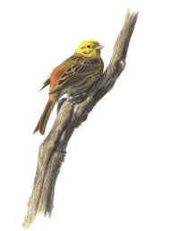 Nr.215 Gulsparv (Emberiza citrinella) Nr.215 Gulsparv (Emberiza citrinella)