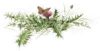Nr.217 Hökblomsternätfjäril (Melitaea cinxia) / Jordtistel (Cirsium acaule) Nr.217 Hökblomsternätfjäril (Melitaea cinxia) / Jordtistel (Cirsium acaule)
