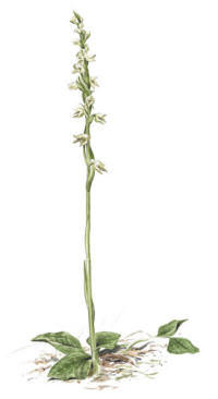Nr.218 Knärot (Goodyera repens) Nr.218 Knärot (Goodyera repens)