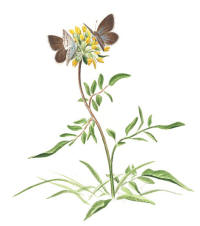 Nr.219 Liten blåvinge (Cupido minimus) Nr.219 Liten blåvinge (Cupido minimus)