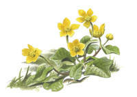 Nr.21 Kabbleka (Caltha palustris) Nr.21 Kabbleka (Caltha palustris)