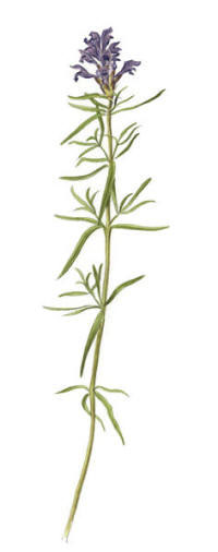 Nr.222 Drakblomma (Dracocephalum ruyschiana) Nr.222 Drakblomma (Dracocephalum ruyschiana)