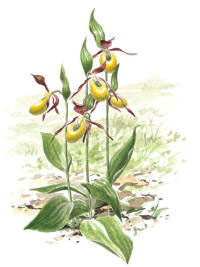 Nr.223 Guckusko (Cypripedium calceolus) Nr.223 Guckusko (Cypripedium calceolus)
