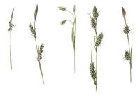 Nr.226 Loppstarr (Carex pulicaris)/ Hirsstarr (Carex panicea)/ Hårstarr (Carex capillaris)/ Hartmansstarr (Carex hartmanii)/ Ängsstarr (Carex hostiana) Nr.226 Loppstarr (Carex pulicaris)/ Hirsstarr (Carex panicea)/ Hårstarr (Carex capillaris)/ Hartmansstarr (Carex hartmanii)/ Ängsstarr (Carex hostiana)