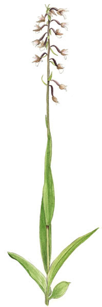 Nr.227 Kärrknipprot (Epipactis palustris)