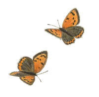 Nr.228 Liten guldvinge (Lycaena phlaeas) Nr.228 Liten guldvinge (Lycaena phlaeas)