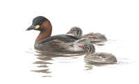 Nr.229 Smådopping (Tachybaptus ruficollis) Nr.229 Smådopping (Tachybaptus ruficollis)