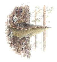Nr.22 Tallticka (Phellinus pini) Nr.22 Tallticka (Phellinus pini)