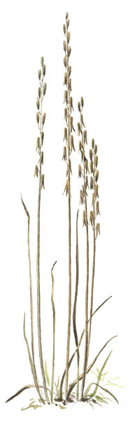Nr.239 Kärrsälting (Triglochin palustre) Nr.239 Kärrsälting (Triglochin palustre)
