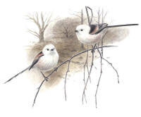Nr.241 Stjärtmes (Aegithalos caudatus) Nr.241 Stjärtmes (Aegithalos caudatus)