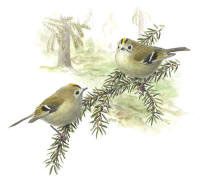 Nr.242 Kungsfågel (Regulus regulus) Nr.242 Kungsfågel (Regulus regulus)
