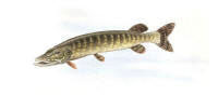Nr.267 Gädda (Esox lucius) Nr.267 Gädda (Esox lucius)