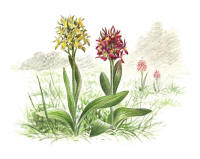 Nr.26 Adam och Eva (Dactylorhiza sambucina) Nr.26 Adam och Eva (Dactylorhiza sambucina)