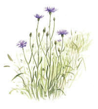 Nr.273 Blåklint (Centaurea cyanus) Nr.273 Blåklint (Centaurea cyanus)