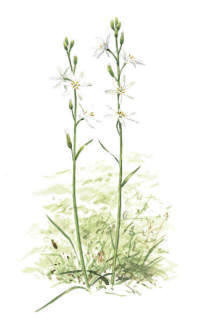 Nr.277 Stor sandlilja (Anthericum liliago) Nr.277 Stor sandlilja (Anthericum liliago)