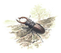 Nr.278 Ekoxe (Lucanus cervus) Nr.278 Ekoxe (Lucanus cervus)