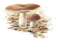Nr.279 Kantkremla (Russula vesca) Nr.279 Kantkremla (Russula vesca)