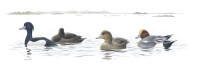 Nr.27 Vigg (Aythya fuligula) / Bläsand (Anas penelope) Nr.27 Vigg (Aythya fuligula) / Bläsand (Anas penelope)