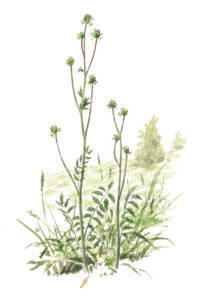 Nr.286 Pimpinell (Sanguisorba minor) Nr.286 Pimpinell (Sanguisorba minor)
