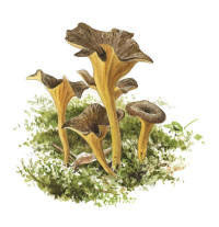 Nr.294 Rödgul trumpetsvamp (Cantharellus lutescens) Nr.294 Rödgul trumpetsvamp (Cantharellus lutescens)