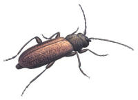 Nr.2 Bronshjon (Callidium coriaceum) Nr.2 Bronshjon (Callidium coriaceum)