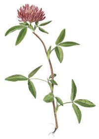 Nr.304 Skogsklöver (Trifolium medium) Nr.304 Skogsklöver (Trifolium medium)