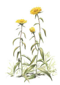 Nr.305 Krissla(Inula salicina) Nr.305 Krissla(Inula salicina)