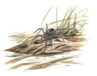 Nr.308 Kärrspindel (Dolomedes fimbriatus) Nr.308 Kärrspindel (Dolomedes fimbriatus)