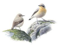 Nr.30 Stenskvätta (Oenanthe oenanthe) Nr.30 Stenskvätta (Oenanthe oenanthe)