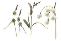 Nr.312 Näbbstarr(Carex lepidocarpa Tausch.)/ Slankstarr(Carex flacca Schreb.)/ Gräsull (Eriophorum latifolium Hoppe) Nr.312 Näbbstarr(Carex lepidocarpa Tausch.)/ Slankstarr(Carex flacca Schreb.)/ Gräsull (Eriophorum latifolium Hoppe)