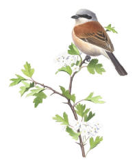 Nr.327 Törnskata (Lanius collurio) Nr.327 Törnskata (Lanius collurio)
